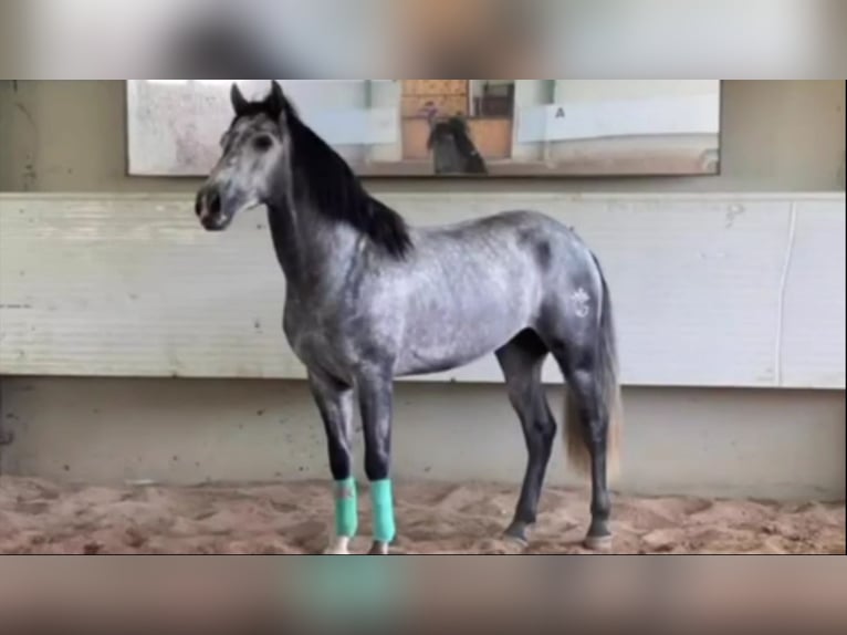 PRE Mix Stallion 4 years 15,2 hh Gray in Alicante