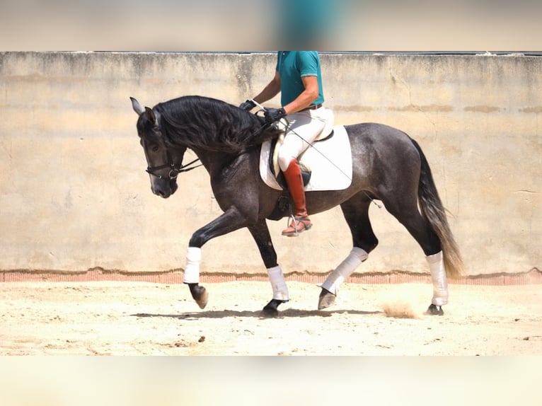PRE Mix Stallion 4 years 15,2 hh Gray in NAVAS DEL MADRONO