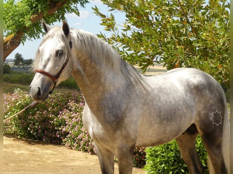 PRE Mix Stallion 4 years 15,2 hh Gray in Sevilla