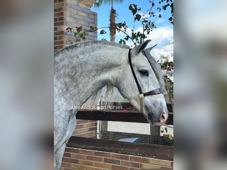 PRE Mix Stallion 4 years 15,2 hh Gray in Sevilla