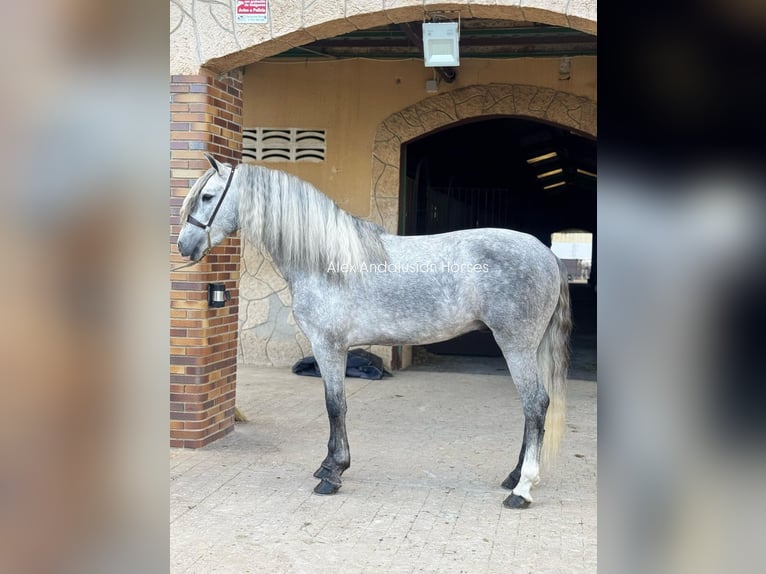 PRE Mix Stallion 4 years 15,2 hh Gray in Sevilla