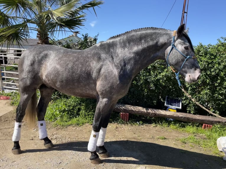 PRE Stallion 4 years 15,2 hh Gray in Belmez