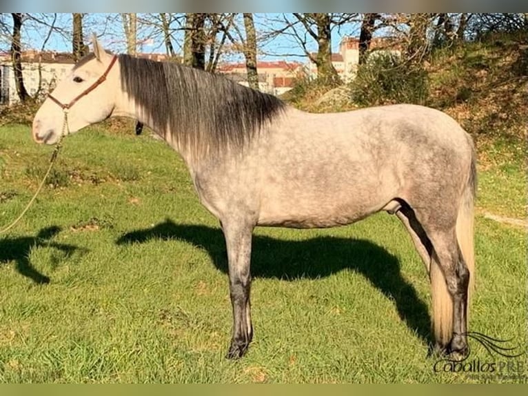PRE Stallion 4 years 15,2 hh Gray in Galicien