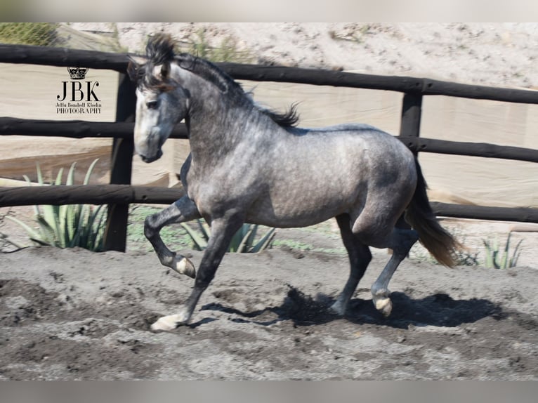 PRE Stallion 4 years 15,2 hh Gray in Tabernas Almeria