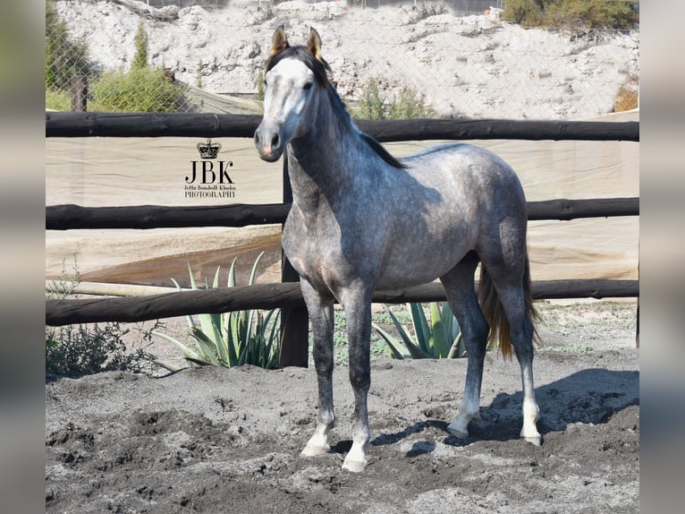 PRE Stallion 4 years 15,2 hh Gray in Tabernas Almeria