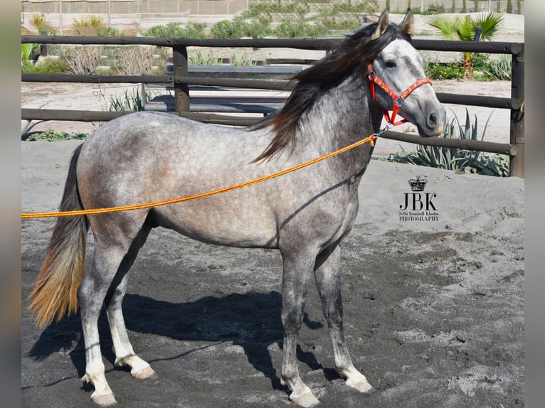 PRE Stallion 4 years 15,2 hh Gray in Tabernas Almeria