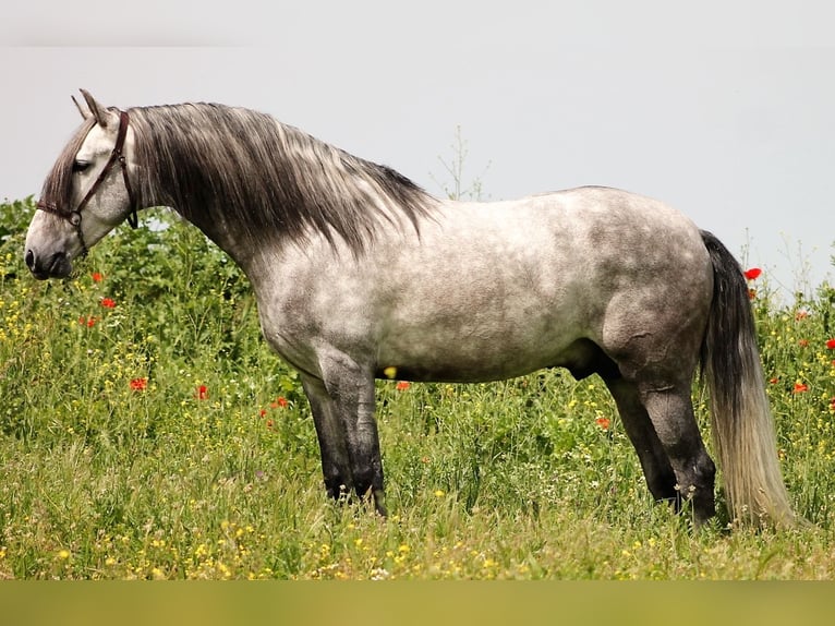 PRE Stallion 4 years 15,2 hh Gray in Galaroza (Huelva)