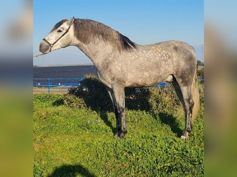 PRE Stallion 4 years 15,2 hh Gray in Badajoz