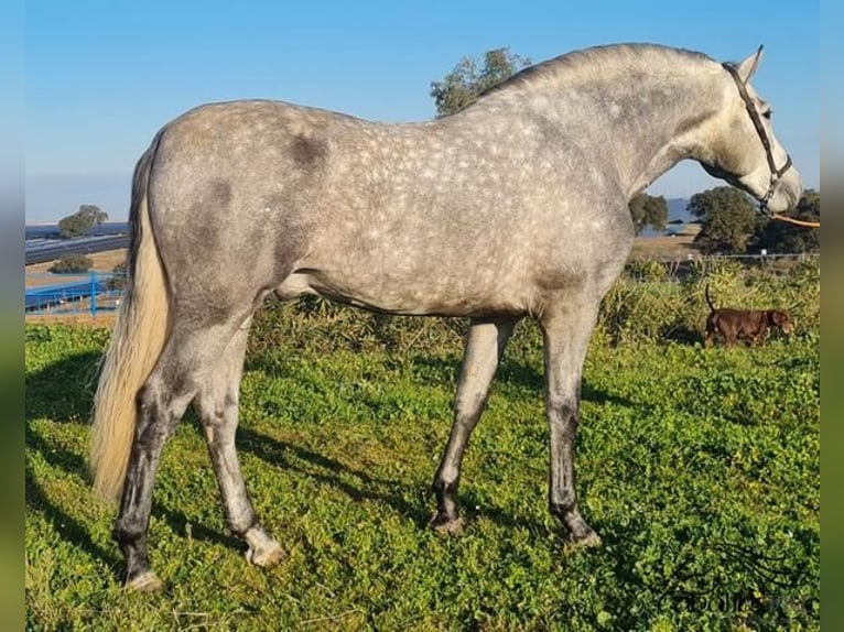 PRE Stallion 4 years 15,2 hh Gray in Badajoz