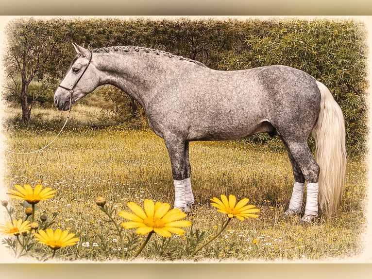 PRE Mix Stallion 4 years 15.2 hh Grey-Dapple in Schwarme