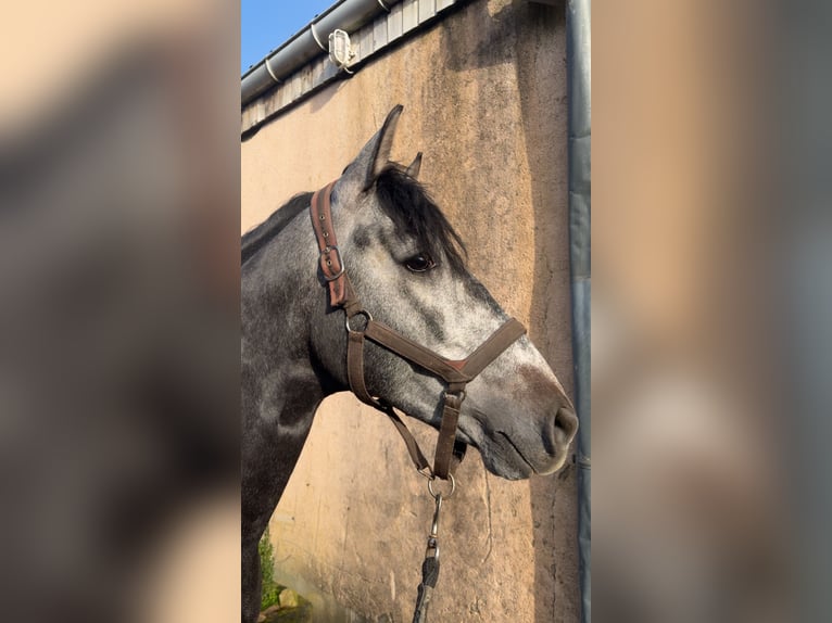 PRE Mix Stallion 4 years 15.2 hh Grey-Dark-Tan in Mamer