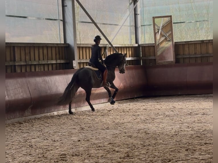 PRE Mix Stallion 4 years 15.2 hh Grey-Dark-Tan in Mamer