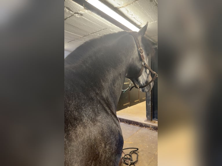 PRE Mix Stallion 4 years 15.2 hh Grey-Dark-Tan in Mamer