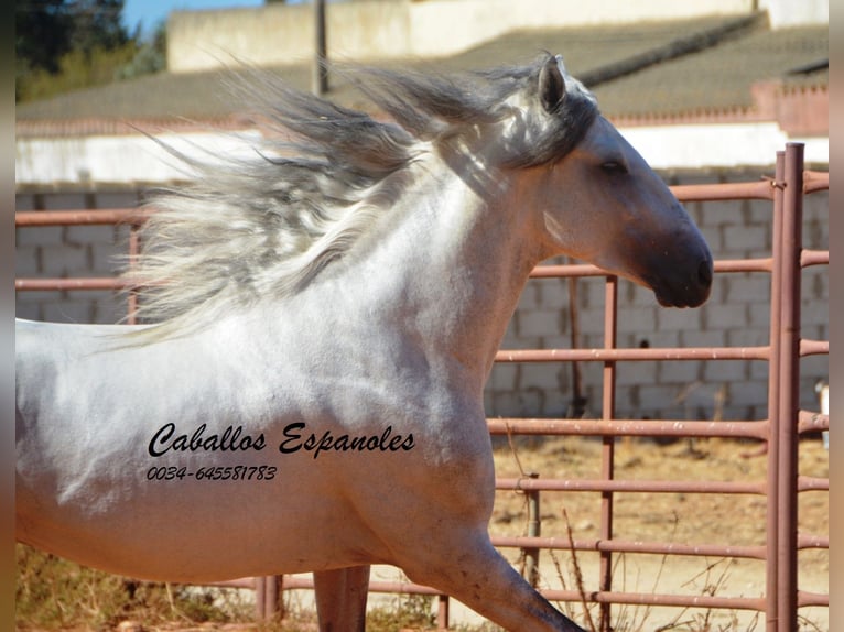 PRE Stallion 4 years 15.2 hh Grey in vejer de la frontera