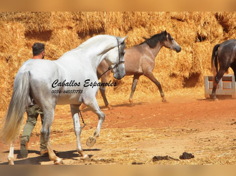 PRE Stallion 4 years 15.2 hh Grey in vejer de la frontera