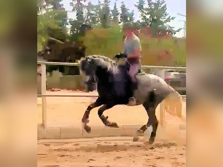 PRE Stallion 4 years 15.2 hh Grey in Jerez