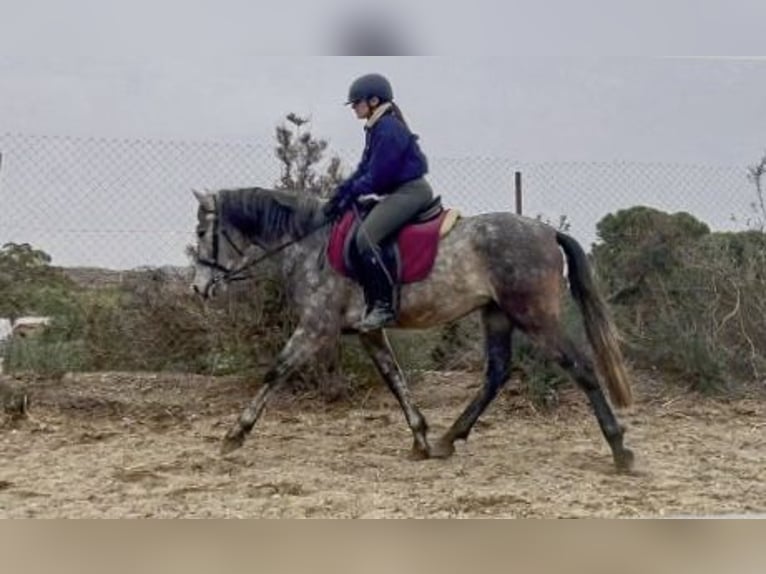 PRE Stallion 4 years 15.2 hh Grey in Almería