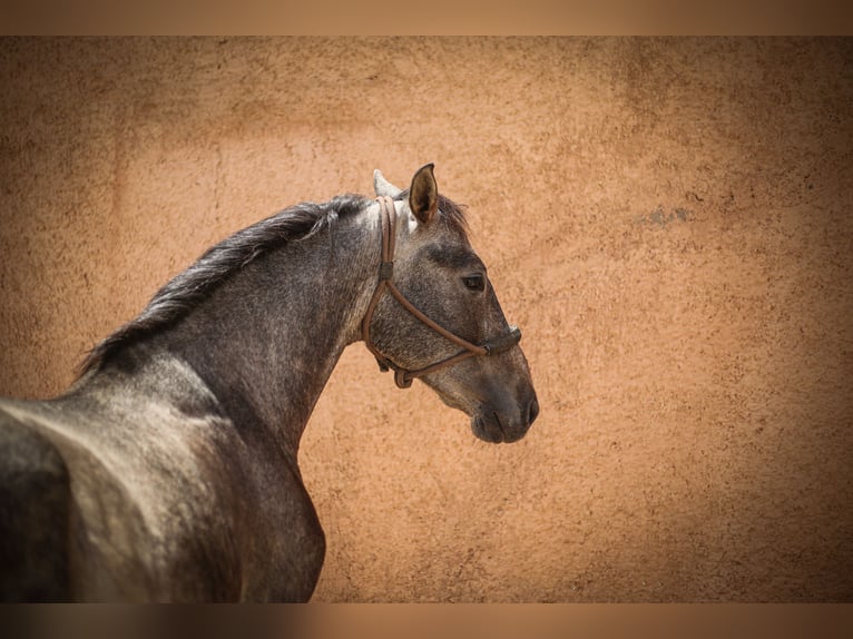 PRE Stallion 4 years 15.2 hh Grey in Almería