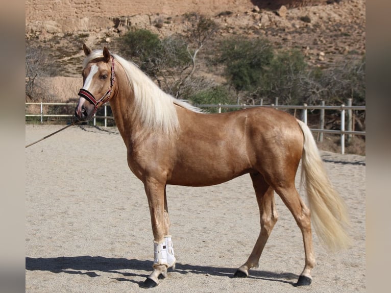 PRE Mix Stallion 4 years 15,2 hh Palomino in Almerimar