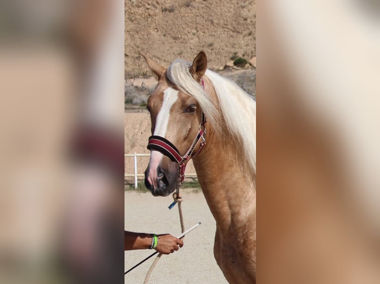 PRE Mix Stallion 4 years 15,2 hh Palomino in Almerimar