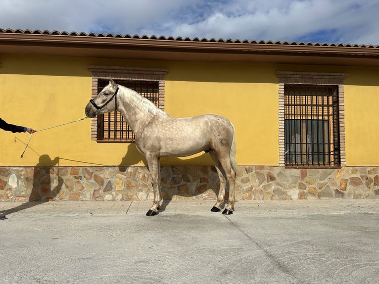 PRE Stallion 4 years 15,2 hh Palomino in Valderrubio