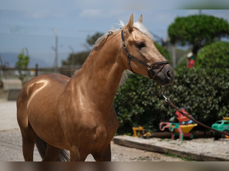 PRE Mix Stallion 4 years 15,2 hh Palomino in Hamburg