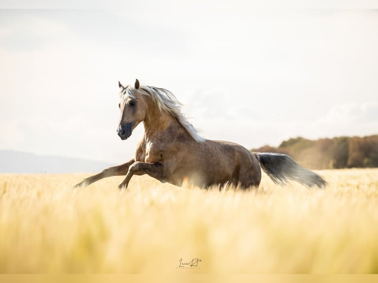 PRE Mix Stallion 4 years 15,2 hh Palomino in Hamburg