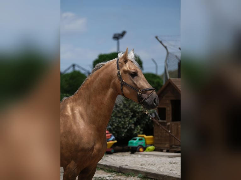 PRE Mix Stallion 4 years 15,2 hh Palomino in Hamburg