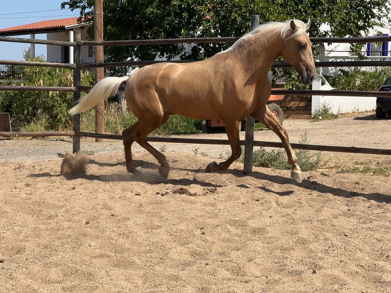 PRE Mix Stallion 4 years 15,2 hh Palomino in Rafelguaraf