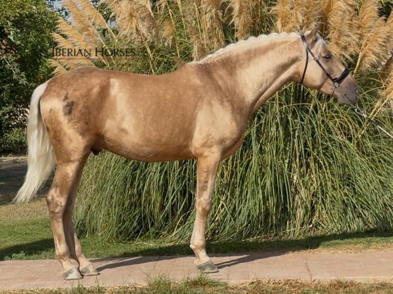 PRE Mix Stallion 4 years 15,2 hh Palomino in Navas Del Madro&#xF1;o