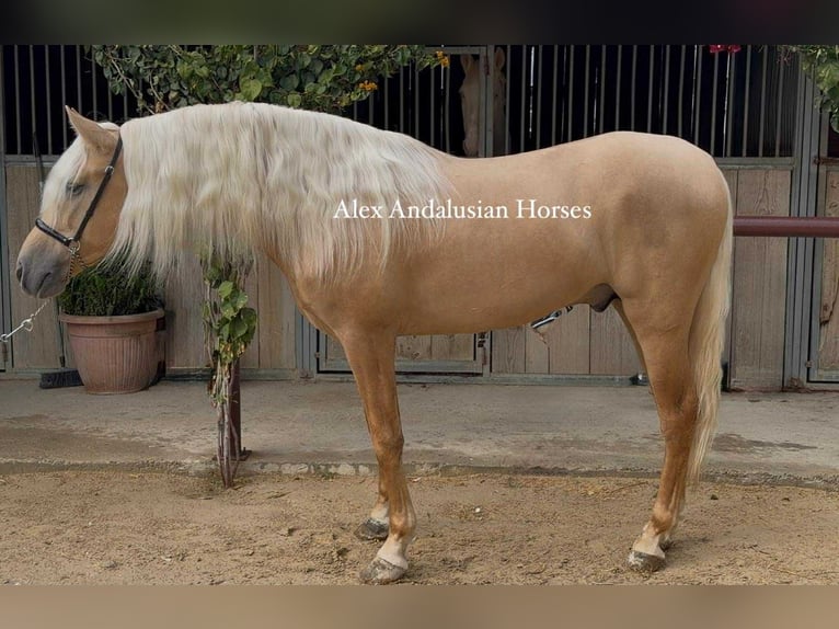PRE Mix Stallion 4 years 15.2 hh Palomino in Sevilla