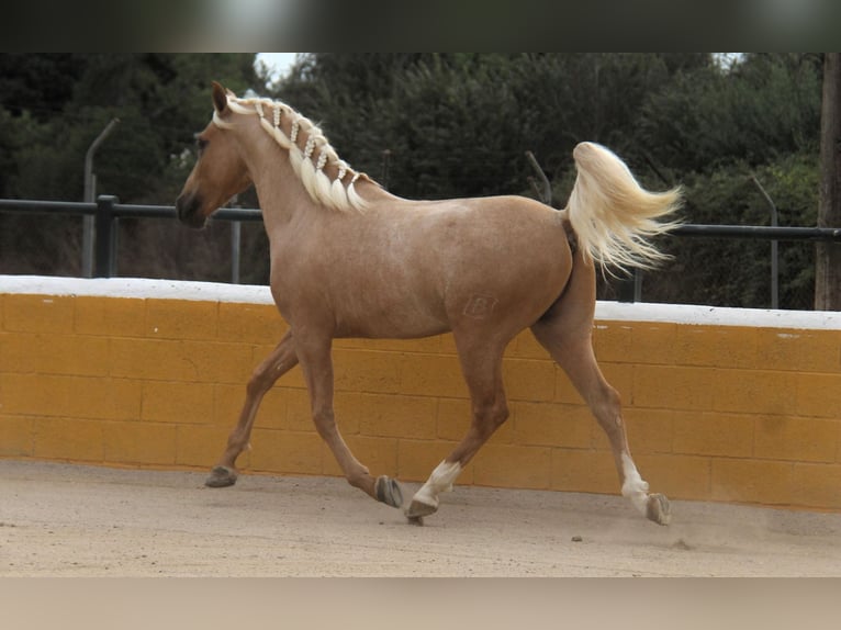PRE Mix Stallion 4 years 15.2 hh Palomino in Hamburg