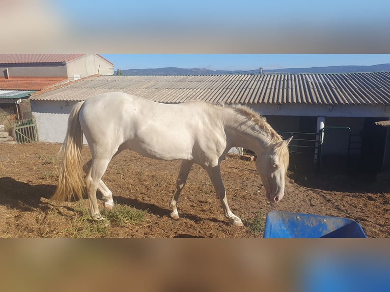 PRE Mix Stallion 4 years 15,2 hh Perlino in Piedrahita