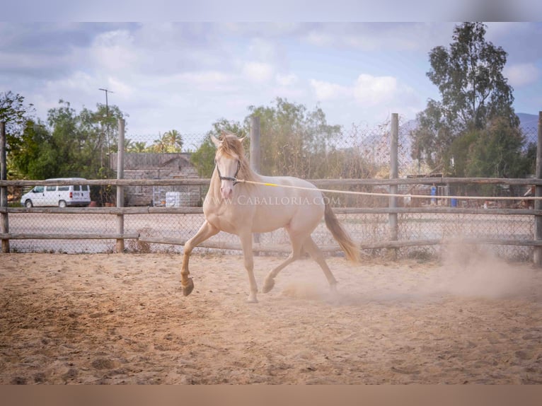 PRE Stallion 4 years 15,2 hh Perlino in Rafelguaraf