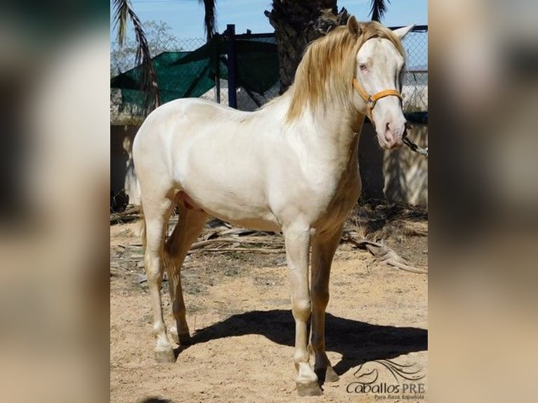 PRE Stallion 4 years 15,2 hh Perlino in Alicante