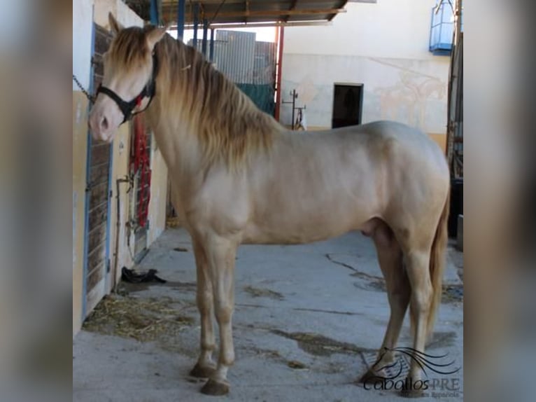 PRE Stallion 4 years 15,2 hh Perlino in Alicante