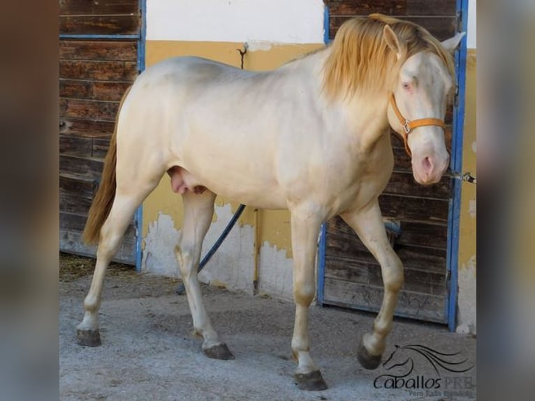 PRE Stallion 4 years 15,2 hh Perlino in Alicante