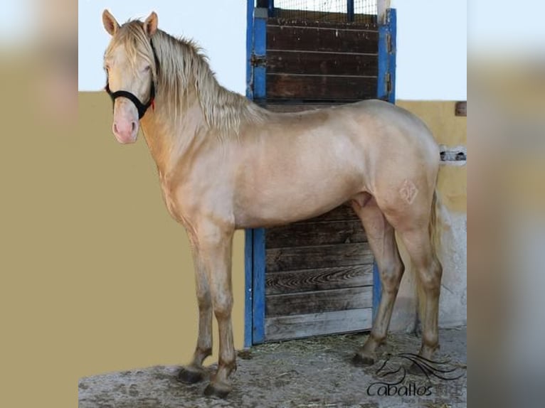 PRE Stallion 4 years 15,2 hh Perlino in Alicante