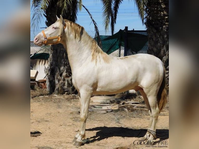 PRE Stallion 4 years 15,2 hh Perlino in Alicante