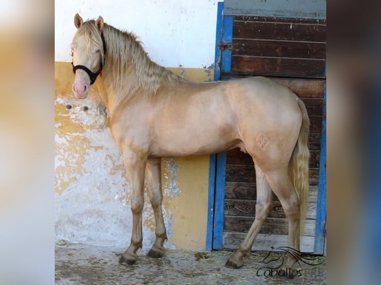 PRE Stallion 4 years 15,2 hh Perlino in Alicante