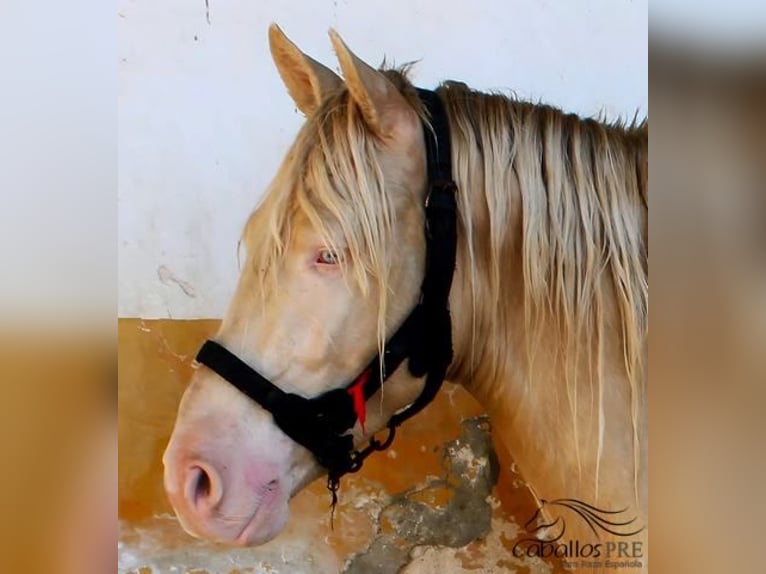 PRE Stallion 4 years 15,2 hh Perlino in Alicante