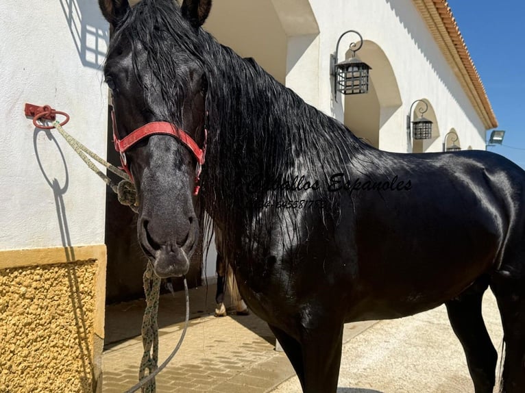 PRE Mix Stallion 4 years 15.3 hh Black in Vejer de la Frontera
