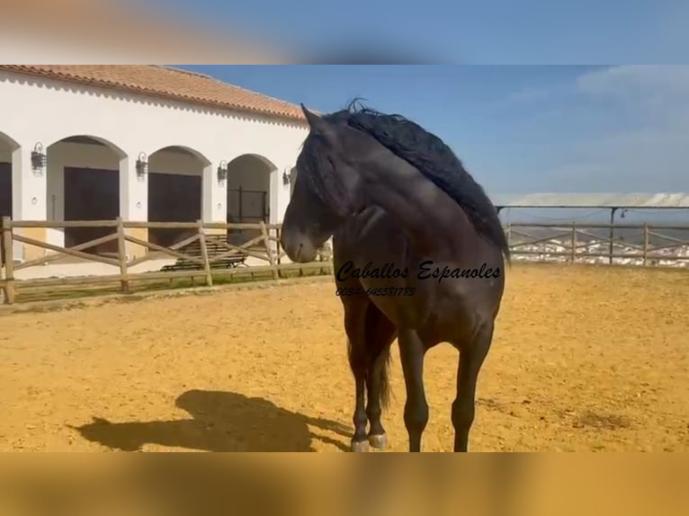 PRE Mix Stallion 4 years 15.3 hh Black in Vejer de la Frontera