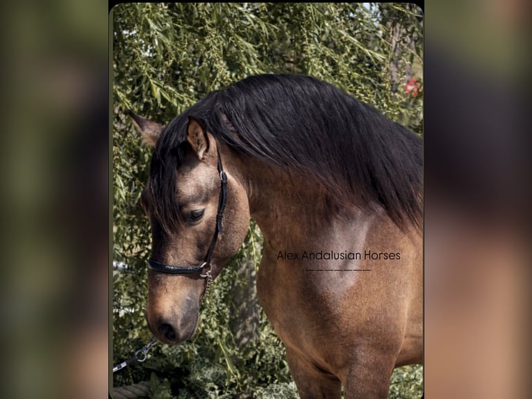 PRE Mix Stallion 4 years 15.3 hh Buckskin in Sevilla