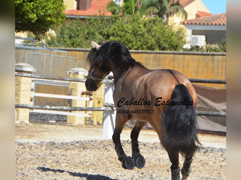 PRE Stallion 4 years 15,3 hh Buckskin in Vejer de la Fontera