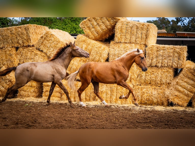 PRE Mix Stallion 4 years 15,3 hh Champagne in Valencia