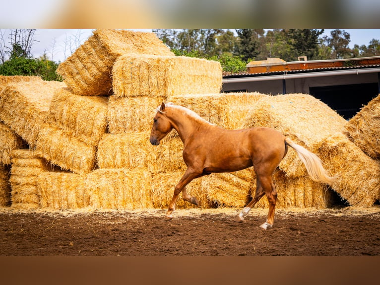 PRE Mix Stallion 4 years 15,3 hh Champagne in Valencia