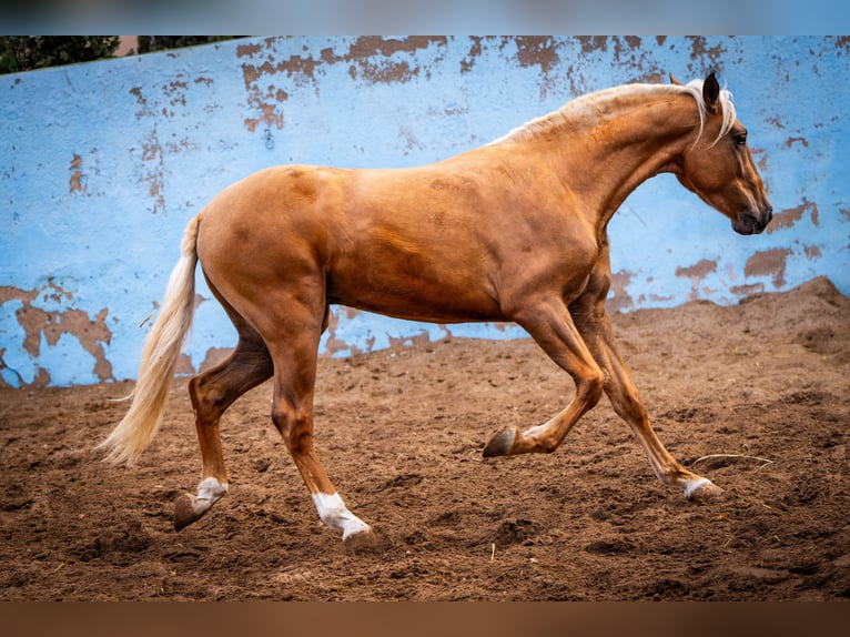 PRE Mix Stallion 4 years 15,3 hh Champagne in Valencia