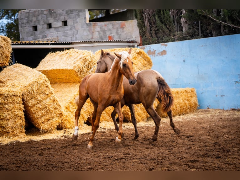 PRE Mix Stallion 4 years 15,3 hh Champagne in Valencia