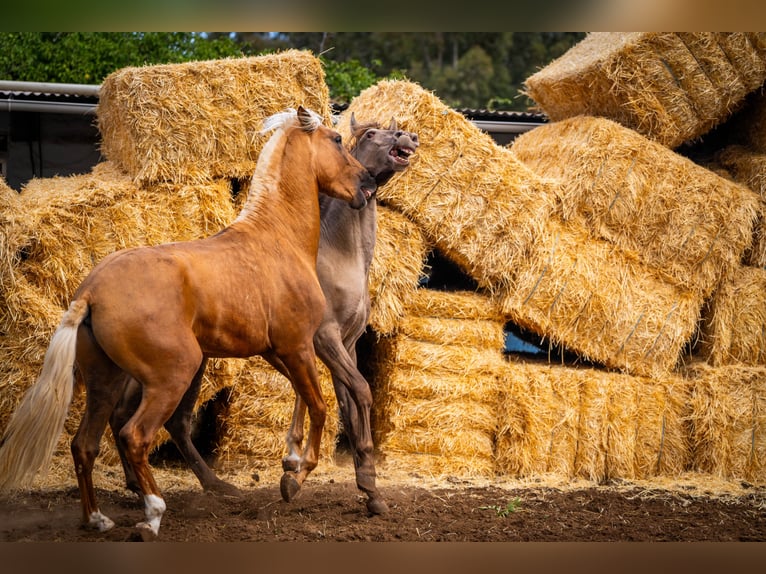 PRE Mix Stallion 4 years 15,3 hh Champagne in Valencia